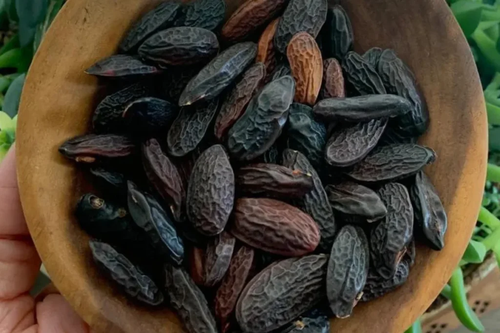 Sementes de fava tonka dentro de uma cumbuca de madeira, segurada por uma mão.